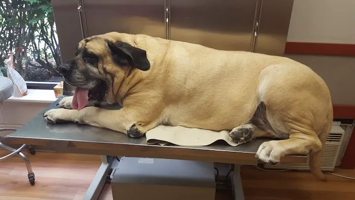 Ridgefield Veterinary Center 12
