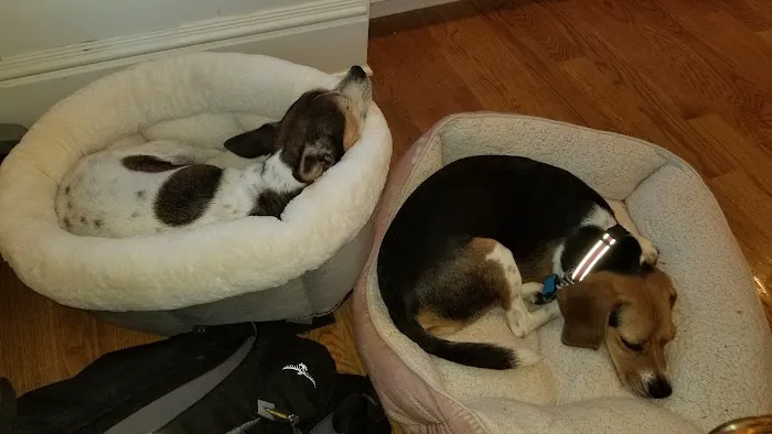 Ridgefield Veterinary Center 12