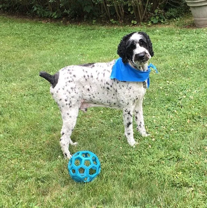 Ridgefield Veterinary Center 12