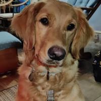 Danbury Animal Hospital ico
