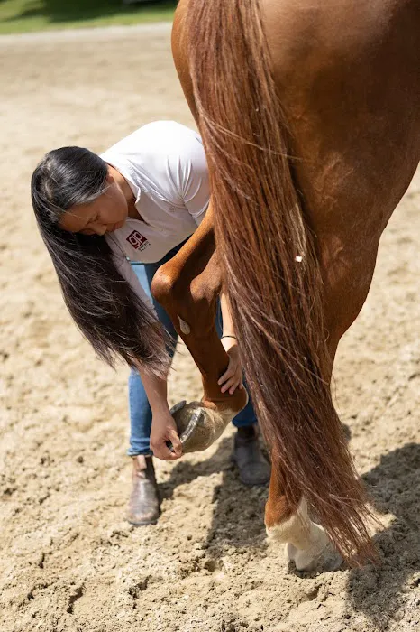 Grand Prix Equine 12
