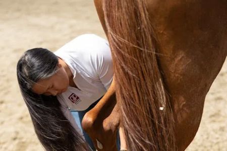 Grand Prix Equine