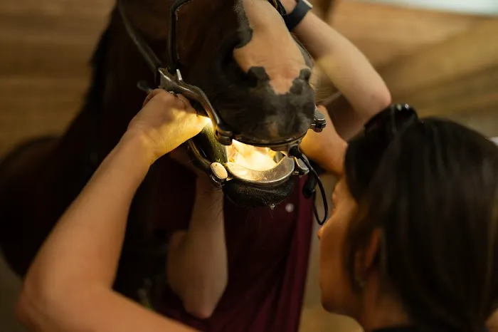 Grand Prix Equine 12