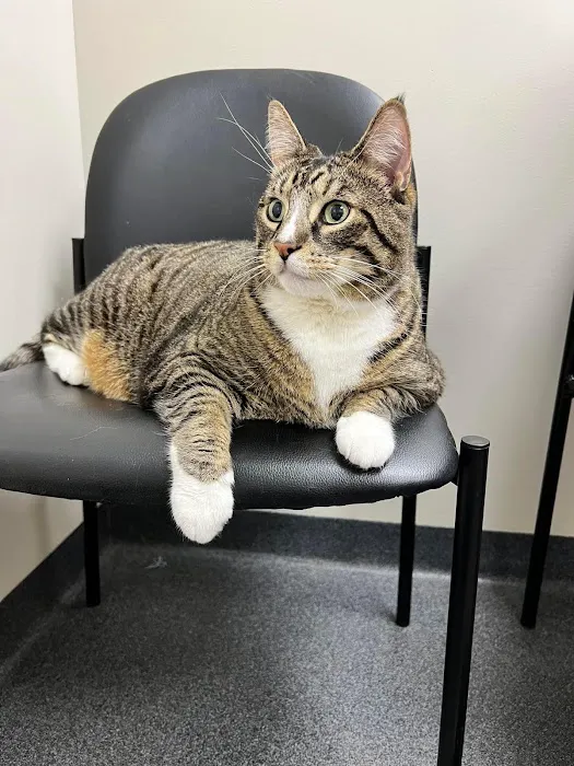 Town & Country Veterinary Services, PC 5