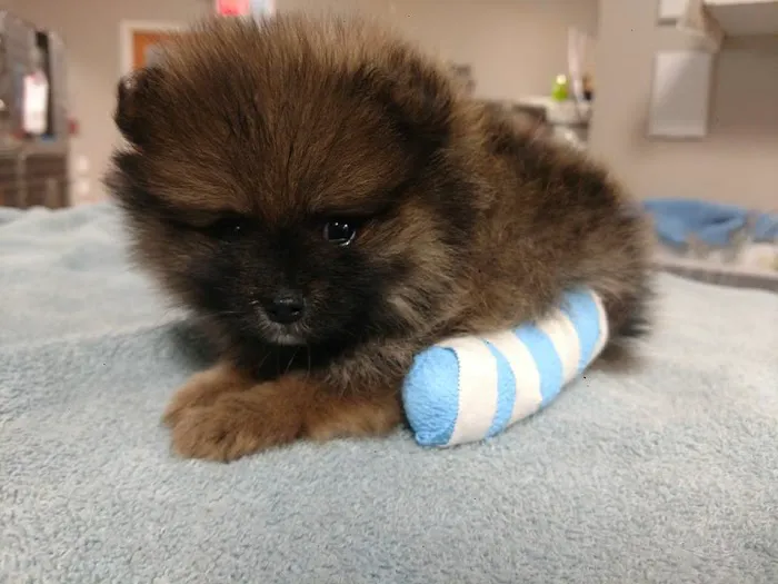 Southtown Veterinary Hospital 1