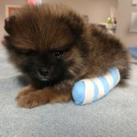 Southtown Veterinary Hospital ico