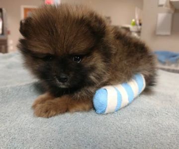 Southtown Veterinary Hospital
