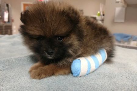 Southtown Veterinary Hospital