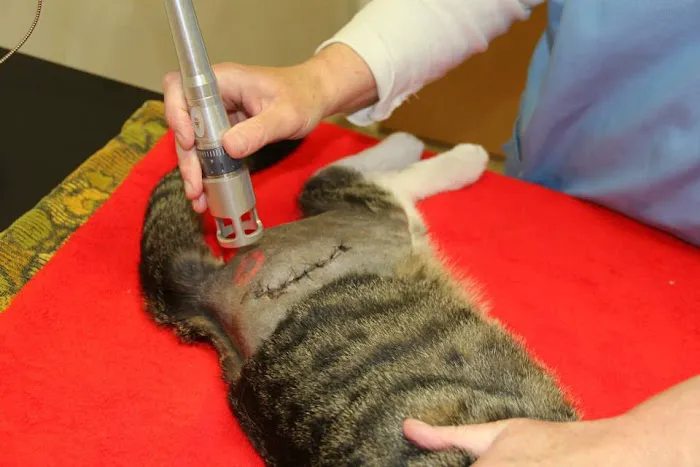 Southtown Veterinary Hospital 6