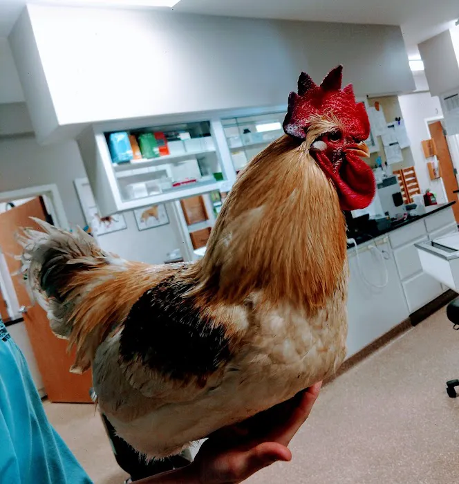 Southtown Veterinary Hospital 9