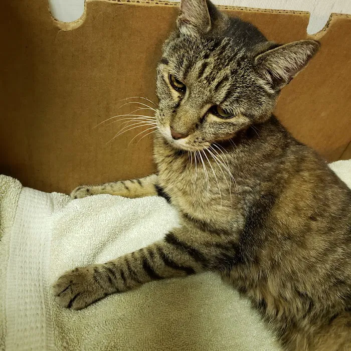 Bunker Hill Veterinary Hospital, PC 9