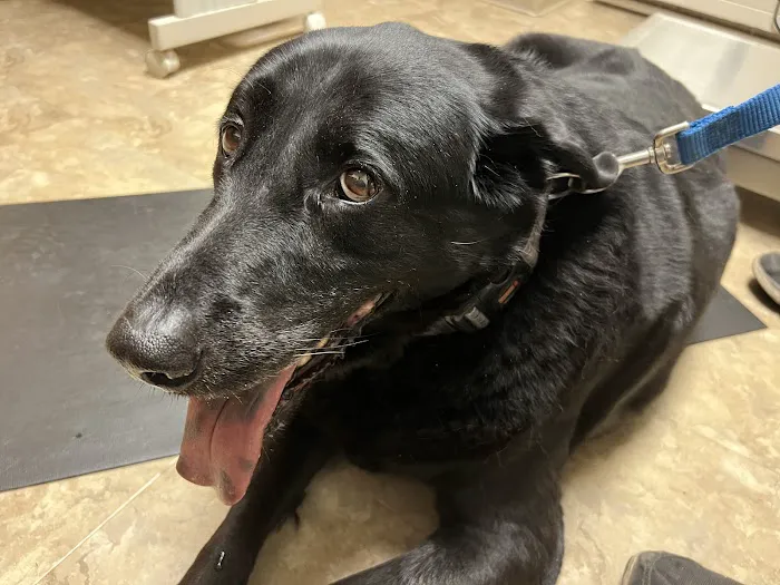 Bunker Hill Veterinary Hospital, PC 5