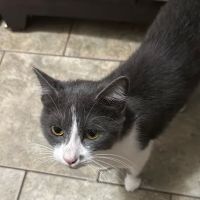 The NEPA Rescue Veterinary Clinic at Indraloka ico