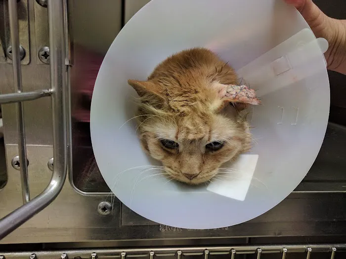 Old Forge Animal Hospital 3