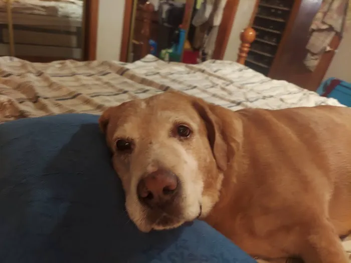 Old Forge Animal Hospital 1