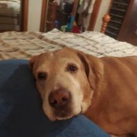 Old Forge Animal Hospital ico