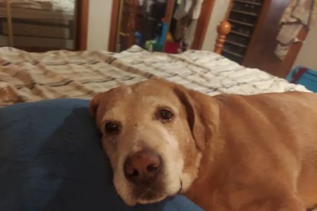 Old Forge Animal Hospital