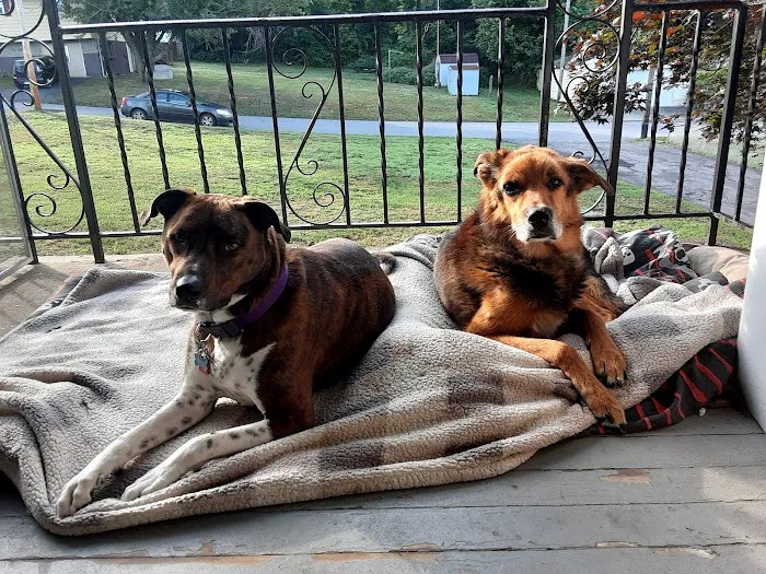 Old Forge Animal Hospital 8