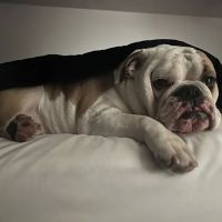 Exeter Animal Hospital ico