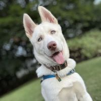 Shoemaker Avenue Animal Hospital ico