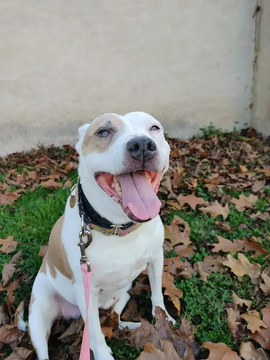 Shoemaker Avenue Animal Hospital 12