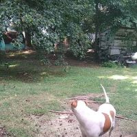 Greensboro Mobile Veterinary Housecalls ico