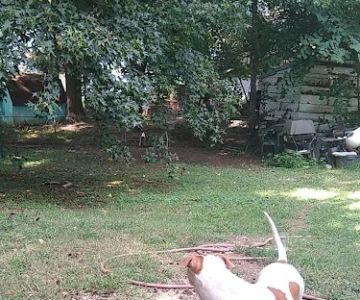 Greensboro Mobile Veterinary Housecalls