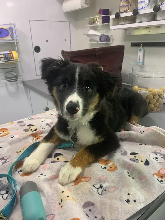 Greensboro Mobile Veterinary Housecalls 8