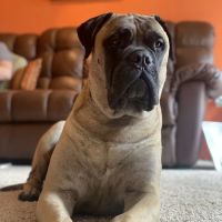 Guilford College Animal Hospital ico