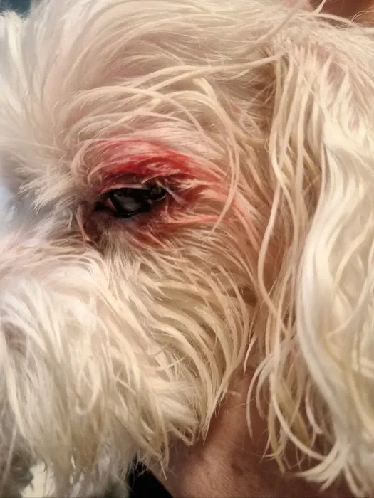 Guilford College Animal Hospital 12