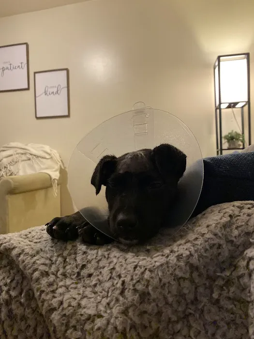 After Hours Veterinary Emergency Clinic, PA 6