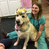 Veterinary Hospital of Oak Ridge ico