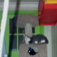 Spoil-Me-Rotten Animal Care ico