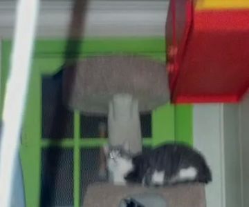 Spoil-Me-Rotten Animal Care