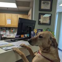 Animal Clinic of Friendly Center ico