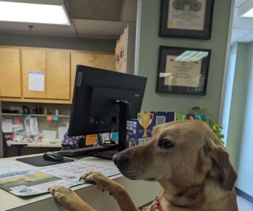 Animal Clinic of Friendly Center