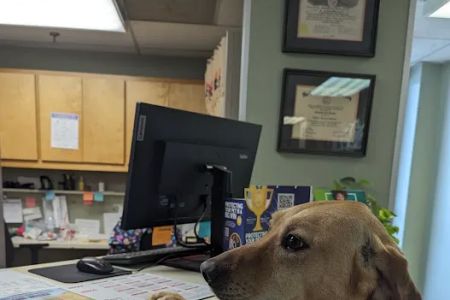 Animal Clinic of Friendly Center