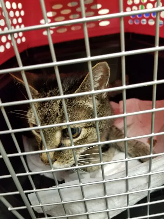 University Animal Hospital of Greensboro PLLC 4