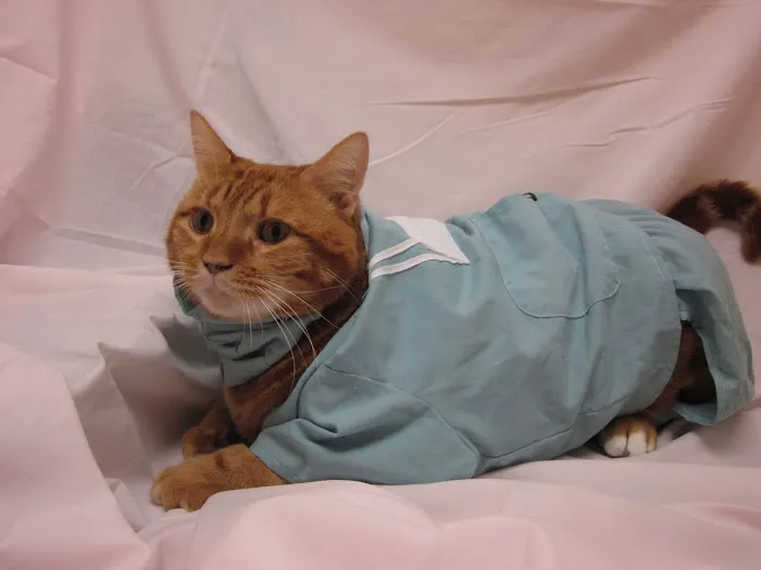 University Animal Hospital of Greensboro PLLC 5