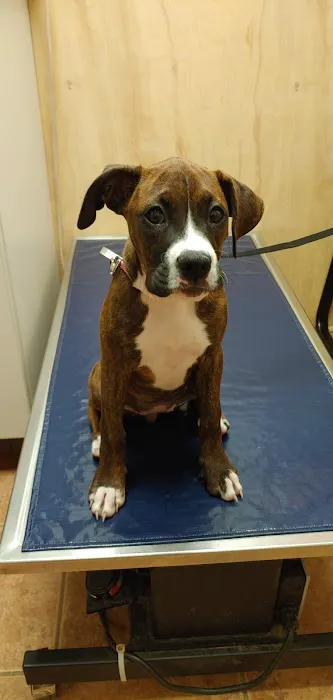 University Animal Hospital of Greensboro PLLC 1
