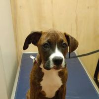 University Animal Hospital of Greensboro PLLC ico