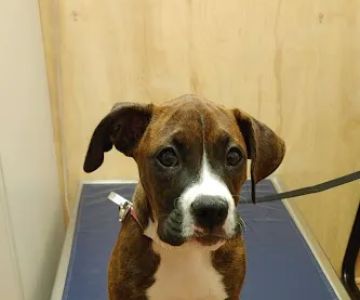 University Animal Hospital of Greensboro PLLC