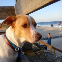 Alamance Veterinary Hospital ico