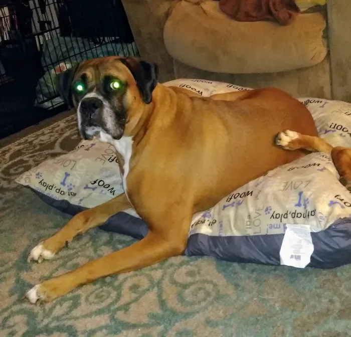 Alamance Veterinary Hospital 4