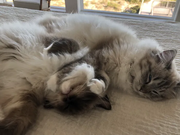 Raggymay Ragdolls 3