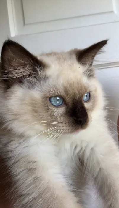 Raggymay Ragdolls 5