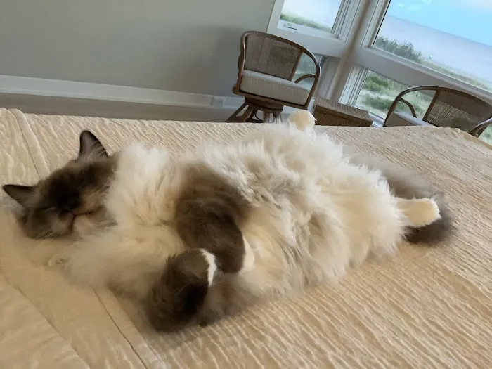 Raggymay Ragdolls 1