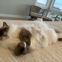 Raggymay Ragdolls ico