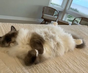 Raggymay Ragdolls