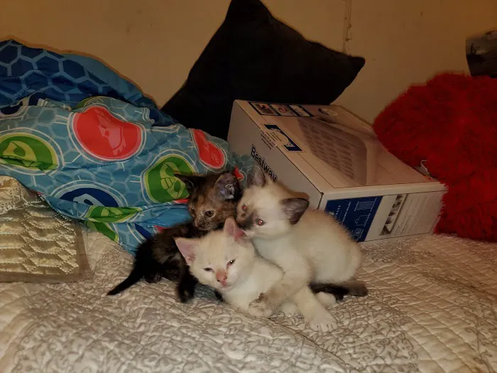 Spay & Neuter Clinic 8